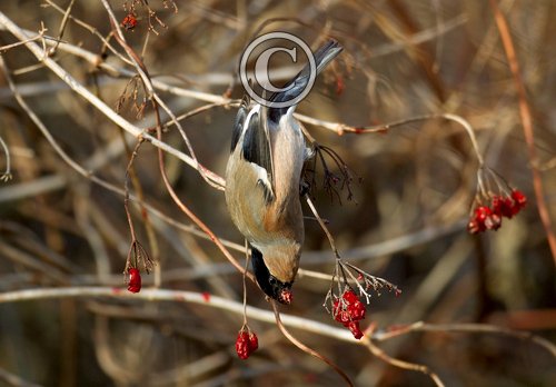 Female Bullfinch DM1460